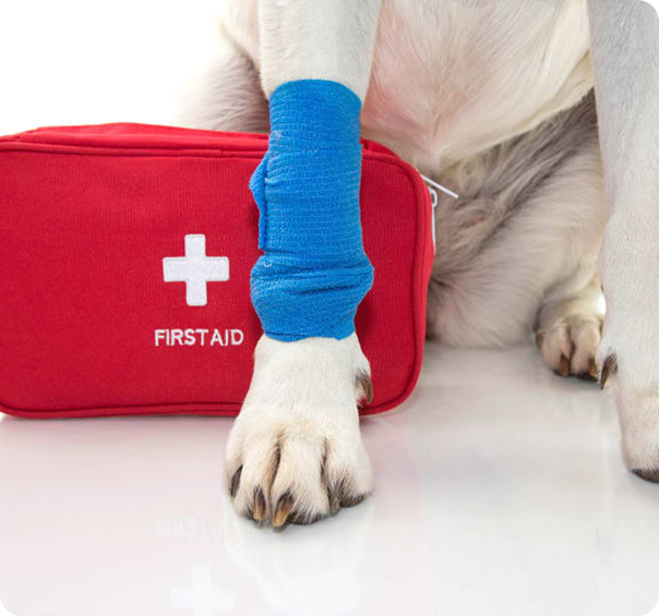 Online pet first aid course overview